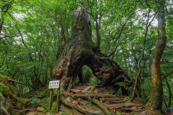 Ancient cedar tree on Yakushima Island